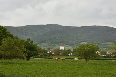Eine grüne Wiese mit Kühen und einigen Bäumen im Vordergrund. Im Hintergrund sind sanfte Hügel und ein weißes Gebäude zu sehen, unter einem bewölkten Himmel.