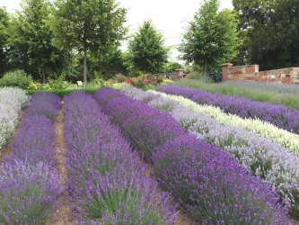 Lavendelgarten (© Kräutergarten)