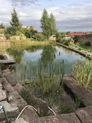 Teich (© Kräutergarten)