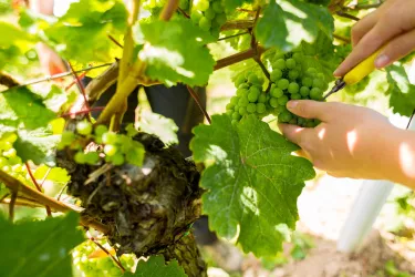 Weintraube (© Weingut Edel-Brauch)