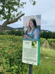 Erläuterungen Weinsorten von WP (© Verein SÜW Edenkoben)