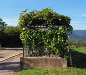 Liebeslaube am Weinlehrpfad 01 Jürgen Heise 2008 (© Verein SÜW Edenkoben)