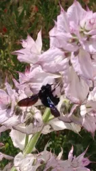 Eine schwarze Biene sitzt auf einer blühenden, hellrosa Pflanze. Die Blüten sind zart und die Umgebung scheint sonnig.