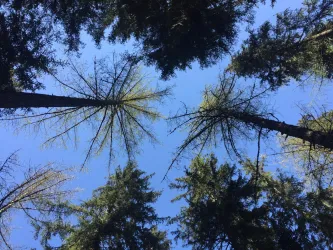 Ein Blick nach oben in einen dichten Wald. Hohe Bäume stehen gegen einen klaren blauen Himmel.