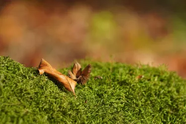 Eine grüne Moosfläche mit einem trockenen Blatt. Der Hintergrund ist unscharf und zeigt sanfte Farben.