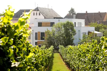 Aussenansicht vom Haus durch den Weinberg (© Melanie Hubach)
