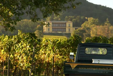 Weinberge mit Blcika uf Schloss Villa Ludwigshöhe (© Weingut Teutsch)