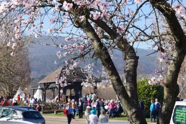 Ein blühender Baum mit rosa Blüten im Vordergrund. Im Hintergrund versammeln sich viele Menschen unter einem Pavillon an einem sonnigen Tag.