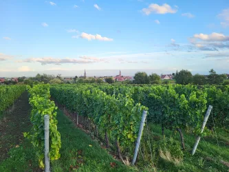 Ein Spaziergang durch die Weinreben direkt am Haus