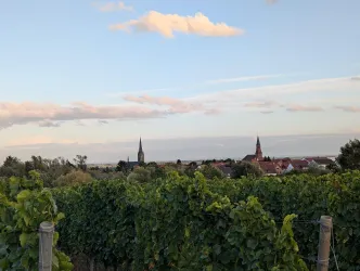 Ein Blick herunter auf den Ort Edenkoben mit seinen zwei Kirchen