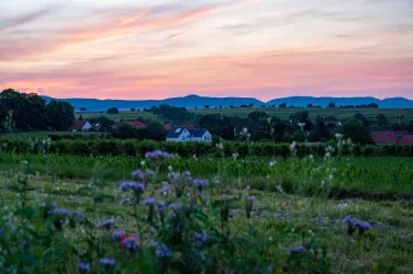 Dierbach im Sonnenuntergang (© Tourismusverein Bad Bergzaberner Land e.V.)