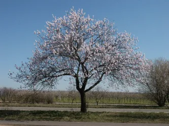 Blühender Mandelbaum