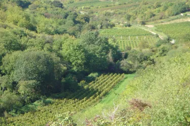 Herxheim am Berg - Berntal Bild 4 (© Eric Hass)