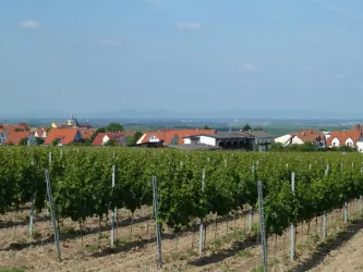 Weingut Becker - Ansicht durch die Reben (© Urlaubsregion Freinsheim)