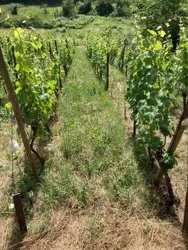 Weinberge (© Lichti und Strohschneider)