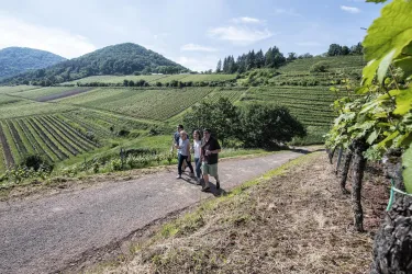 Drei Personen gehen auf einem Weg durch die Weinberge. Im Hintergrund sind grüne Hügel und blaue Himmel zu sehen.