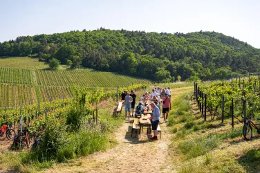 Eine Gruppe von Menschen sitzt an Tischen in einem Weinberg. Im Hintergrund sind grüne Hügel und Weinreben zu sehen.