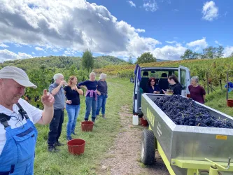Eine Gruppe von Menschen erntet Trauben in einem Weinberg. Im Hintergrund sieht man die malerische Landschaft und den blauen Himmel.