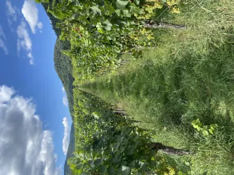 Ein idyllischer Weinberg mit grünen Reben und einem klaren Himmel. Im Hintergrund sind sanfte Hügel zu sehen.