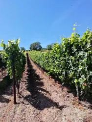 Im Hintergrund die Namensgeber der Weinlage