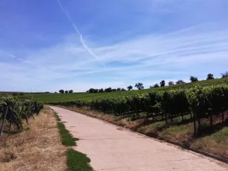Weinlage Mandelberg