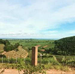 Die Weinlage Kastanienbusch bei Birkweiler