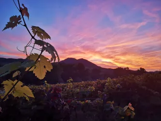 Sonnenuntergang in der Pfalz