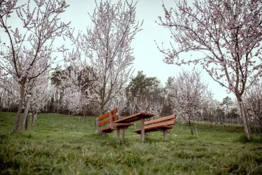 Picknickplatz unter Mandelblüten