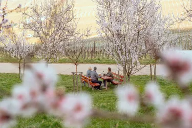 Picknicken unter Mandelblüten