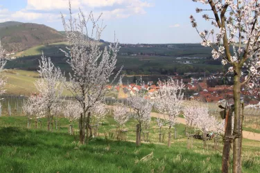 Pfälzer Mandelhain bei Birkweiler/Ranschbach