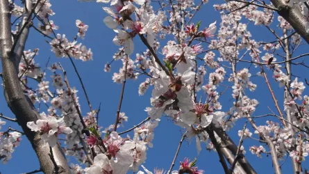 Frühling auf dem Mandelhain