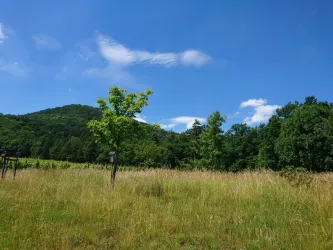 Auf der Anlage "Baum des Jahres"...