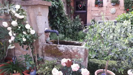 Olivenstrauch Rosen und Zitronenbaum