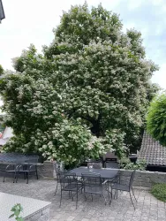 Ein großer Baum mit vielen weißen Blüten steht im Hintergrund. Es gibt einen Sitzbereich mit Tischen und Stühlen im Vordergrund.