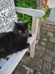 Unser Kater begrüßt sie gerne