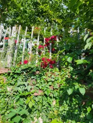 Blick in den Garten hinter dem Haus