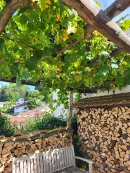 Eine gemütliche Sitzgelegenheit unter einem Baldachin aus Weinreben. Im Hintergrund sind Holzstapel und weitere Häuser in der Landschaft sichtbar.