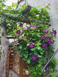 Die Weinlaube