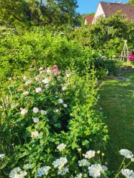 Unser bunter Garten mit verschiedenen Blumen und Pflanzen.