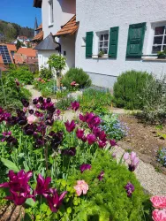 Vorgarten im Frühling