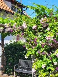 Die Weinlaube