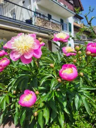 Hinterer Garten im Frühling