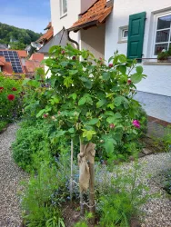 Vorgarten mit Hauseingang