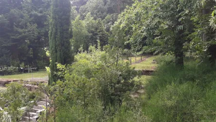 Ein grüner Garten mit dichten Bäumen und vielen Pflanzen. Der Raum wirkt ruhig und natürlich.