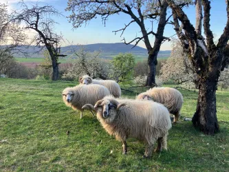 Vier Schafe stehen auf einer grünen Wiese unter blühenden Bäumen. Im Hintergrund erstreckt sich eine hügelige Landschaft.