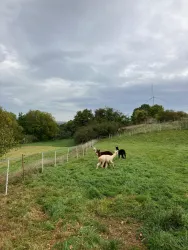 Eine grüne Wiese mit zwei Alpakas, einem weißen und einem schwarzen. Im Hintergrund sind Bäume und ein Windrad zu sehen.