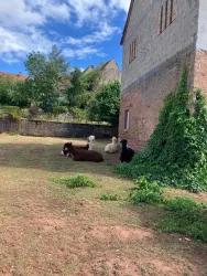 Eine Wiese mit mehreren Tieren, die entspannt neben einem Gebäude liegen. Im Hintergrund sind Bäume und ein klarer Himmel zu sehen.