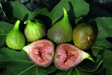Feigen aus der Pfalz