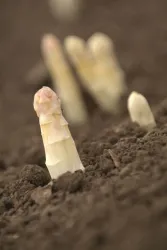 Spargel