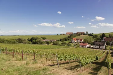 Rebenlandschaft bei Leinsweiler